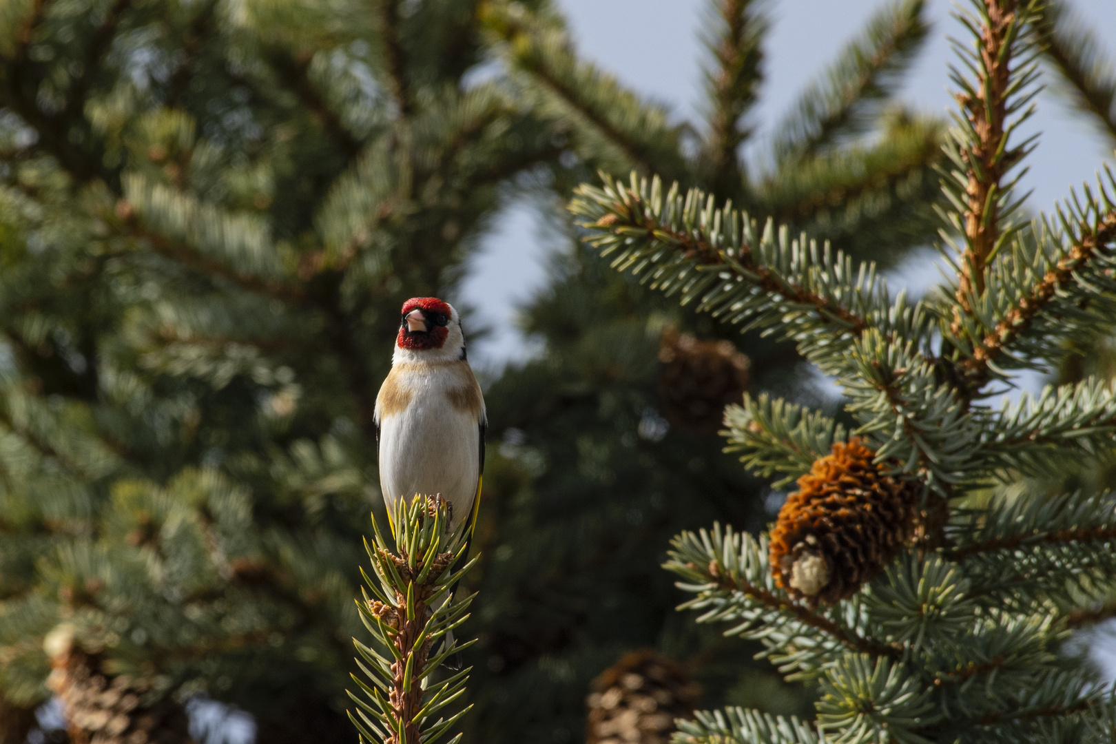 Goldfinch perched on a tree