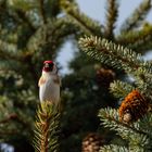 Goldfinch perched on a tree