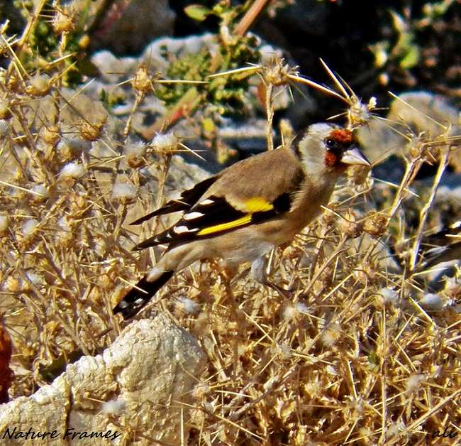 Goldfinch-Red Head