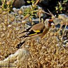 Goldfinch-Red Head