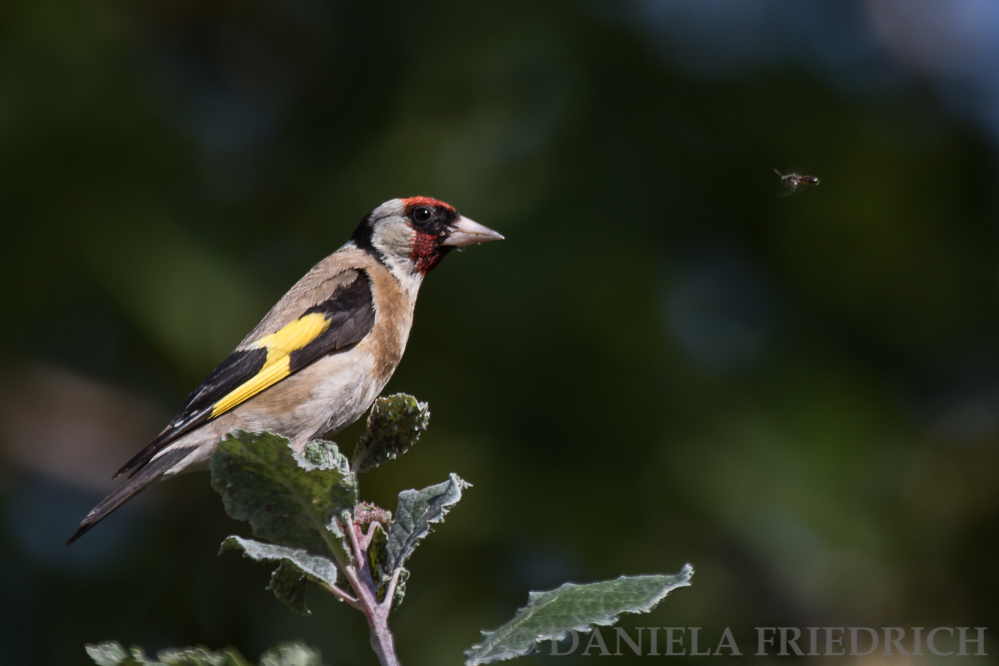 Goldfinch with Bee