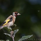 Goldfinch with Bee