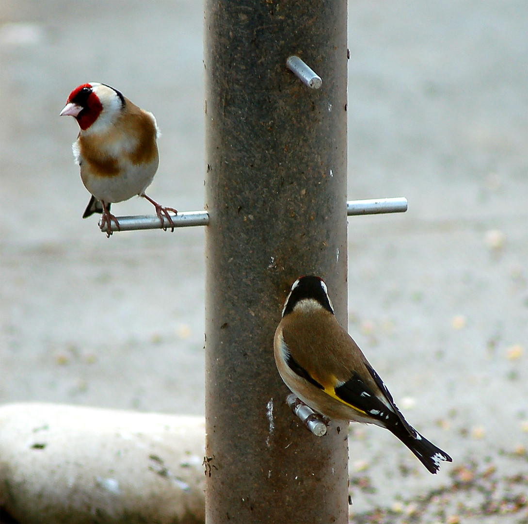 Goldfinches