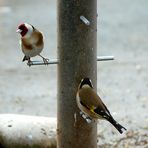 Goldfinches