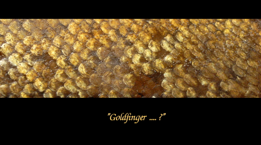 Goldfinger ....