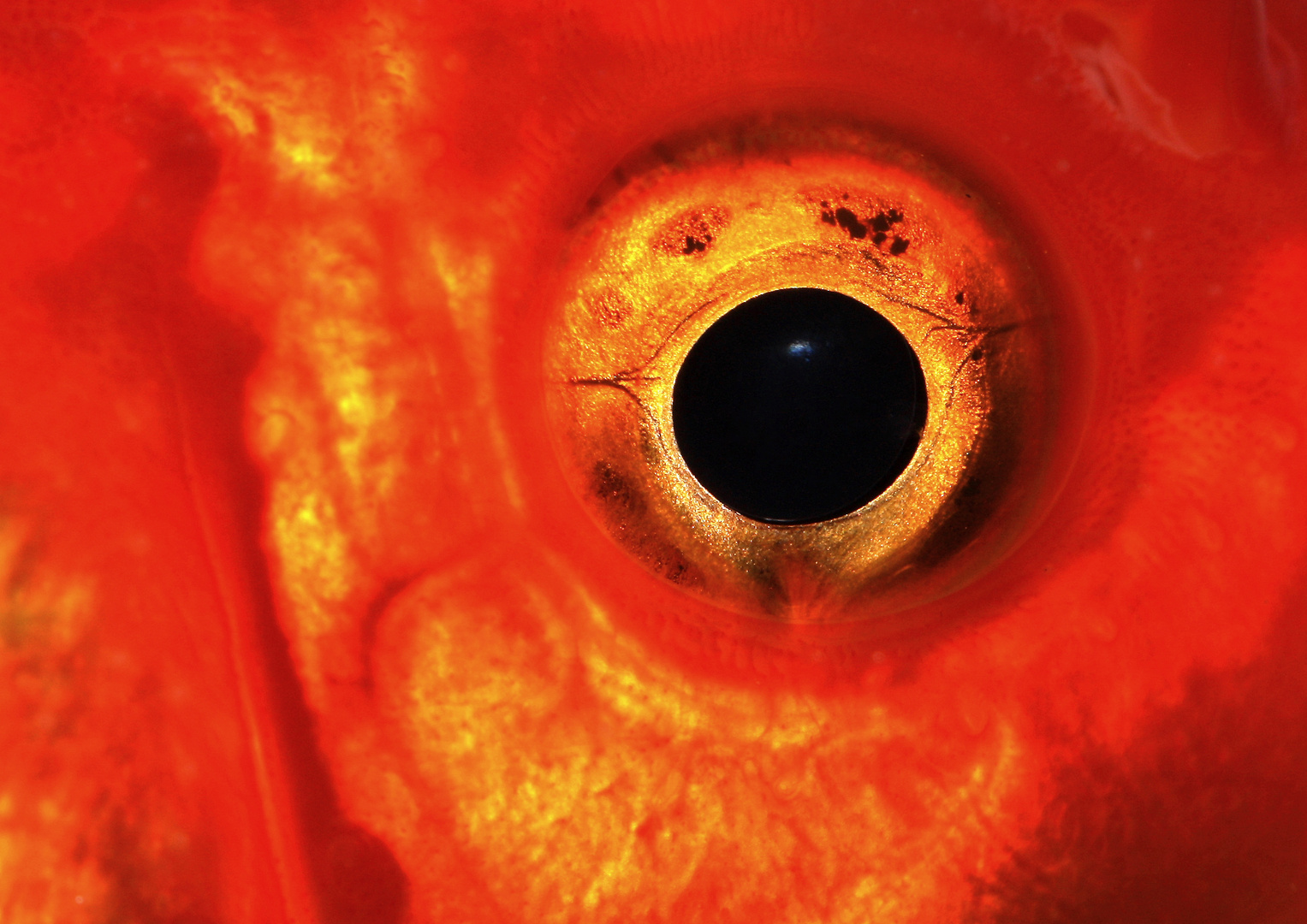 Goldfisch - Auge