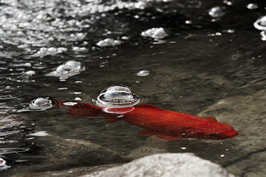 Goldfisch im Wasserspiel