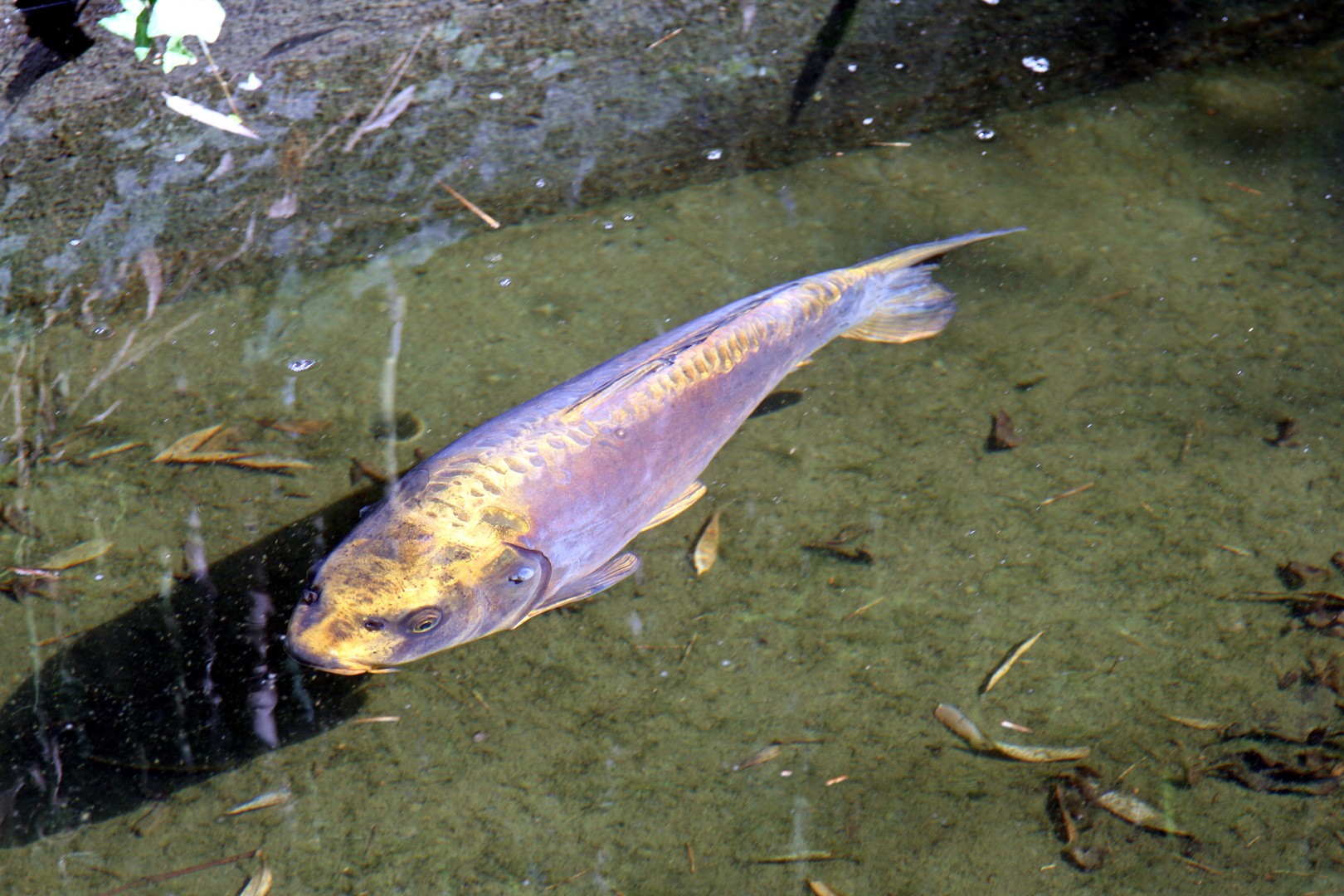 Goldfisch im Zoo Heidelberg 3