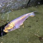 Goldfisch im Zoo Heidelberg 3