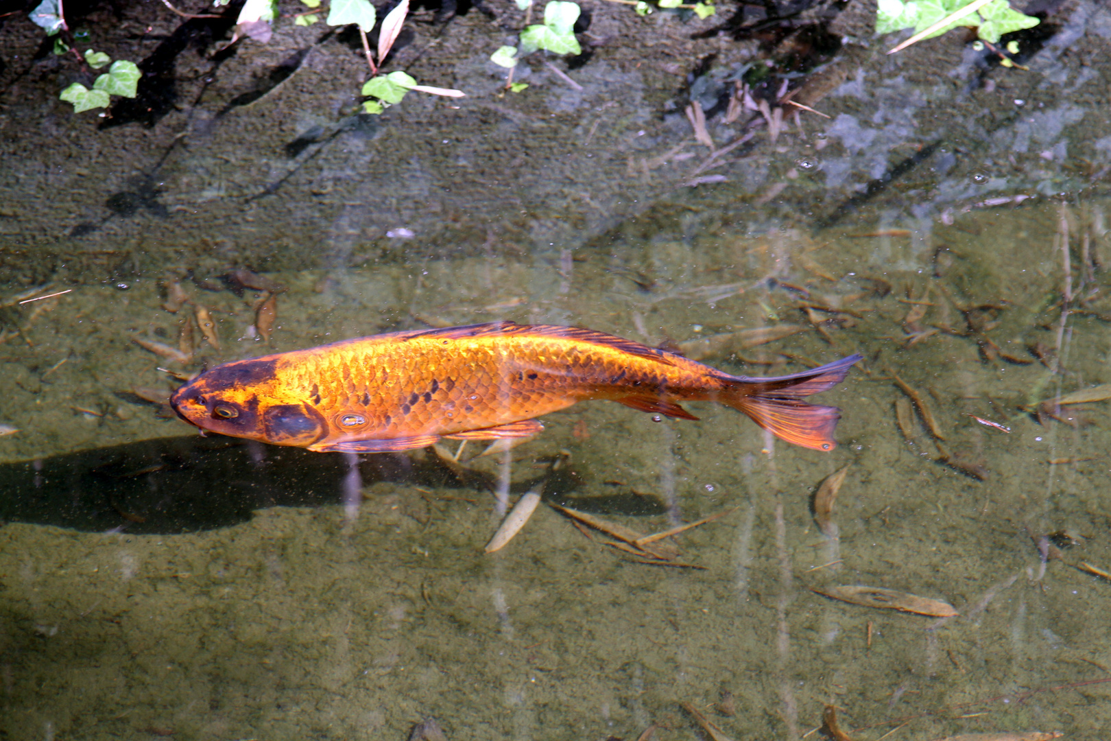 Goldfisch im Zoo Heidelberg