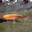 Goldfisch im Zoo Heidelberg