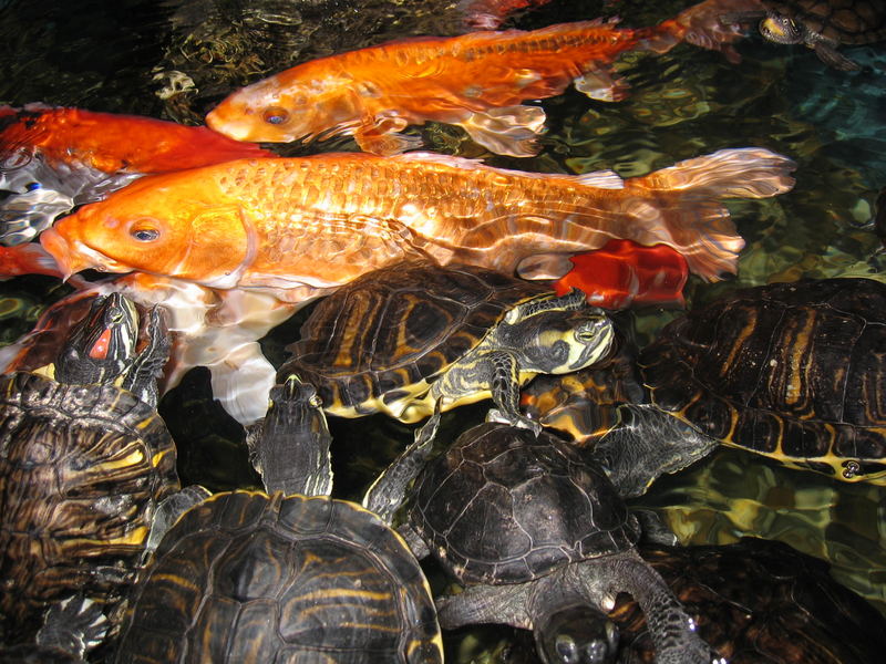 Goldfisch mit blauen Augen