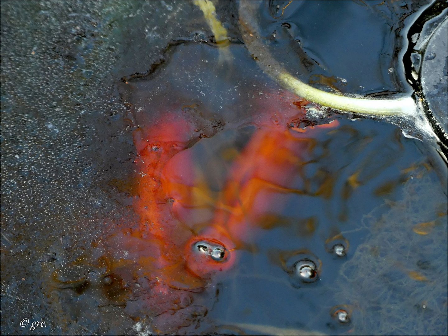Goldfische Foto & Bild winter, teich, eis Bilder auf