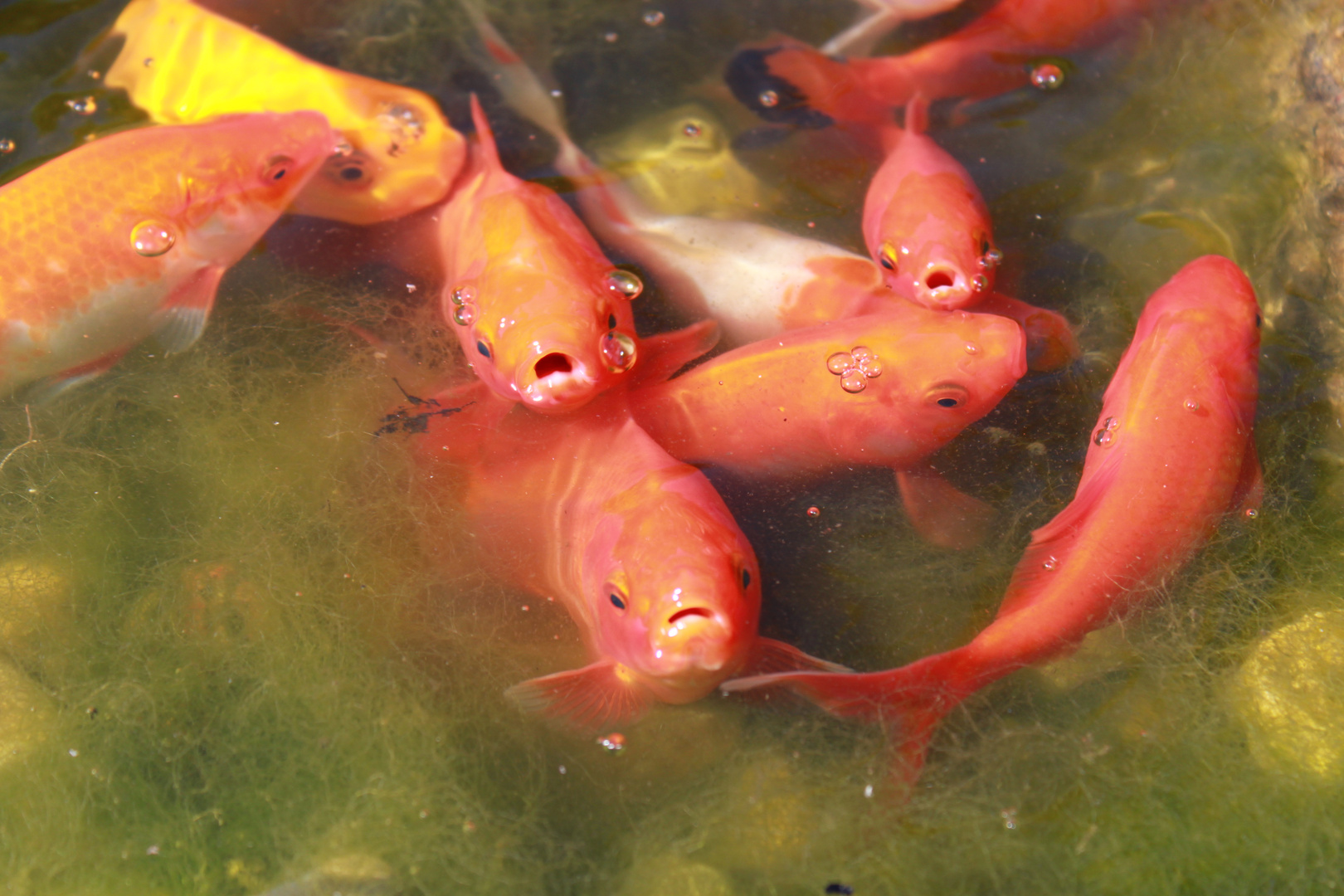 Goldfische im Gartenteich