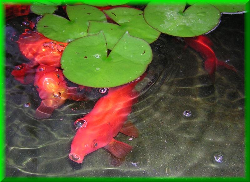 Goldfische im Gartenteich machen Blasen