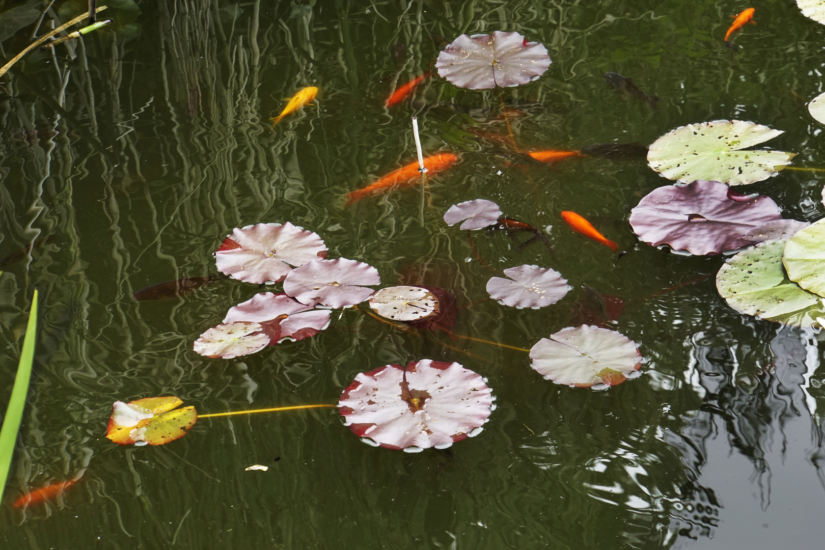 Goldfische im Seerosenteich