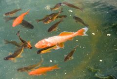 Goldfische im Teich