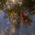 Goldfische im vermeintlich Goldenen Oktober