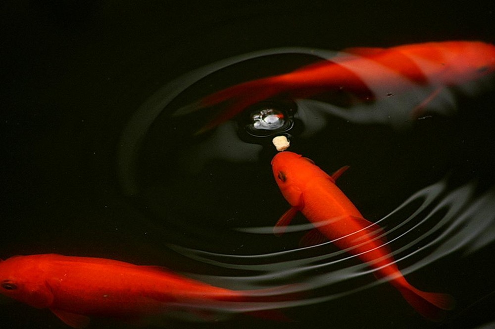 Goldfische in meinem Teich.