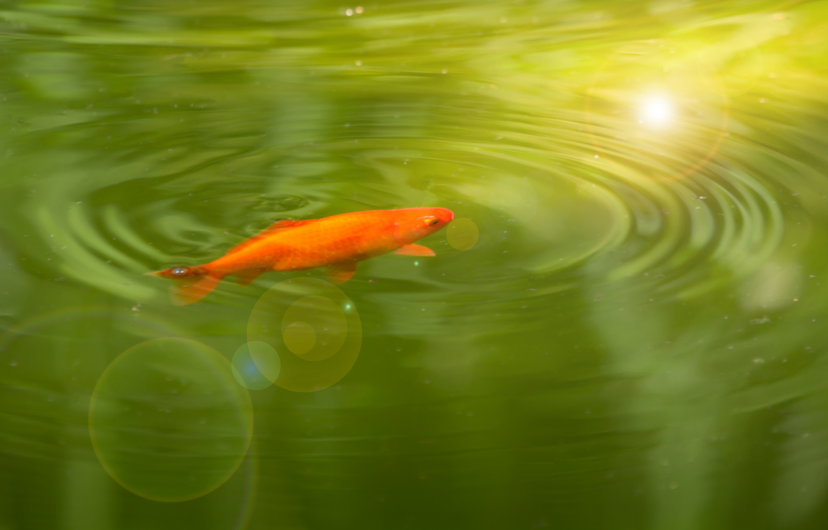 Goldfischli zieht seine Kreise