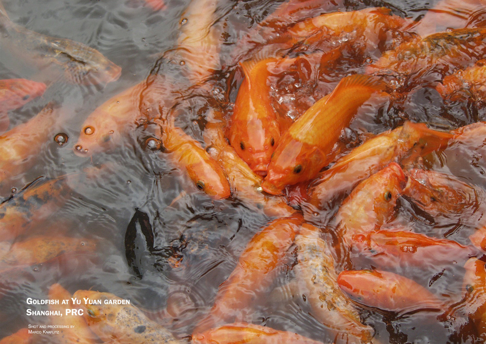 Goldfish at Yu Yuan garden - Shanghai, PRC