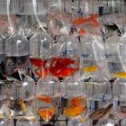 Goldfish Market