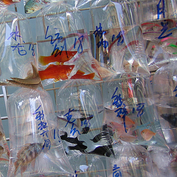 goldfish market