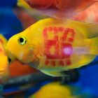 Goldfish Market in Hong Kong