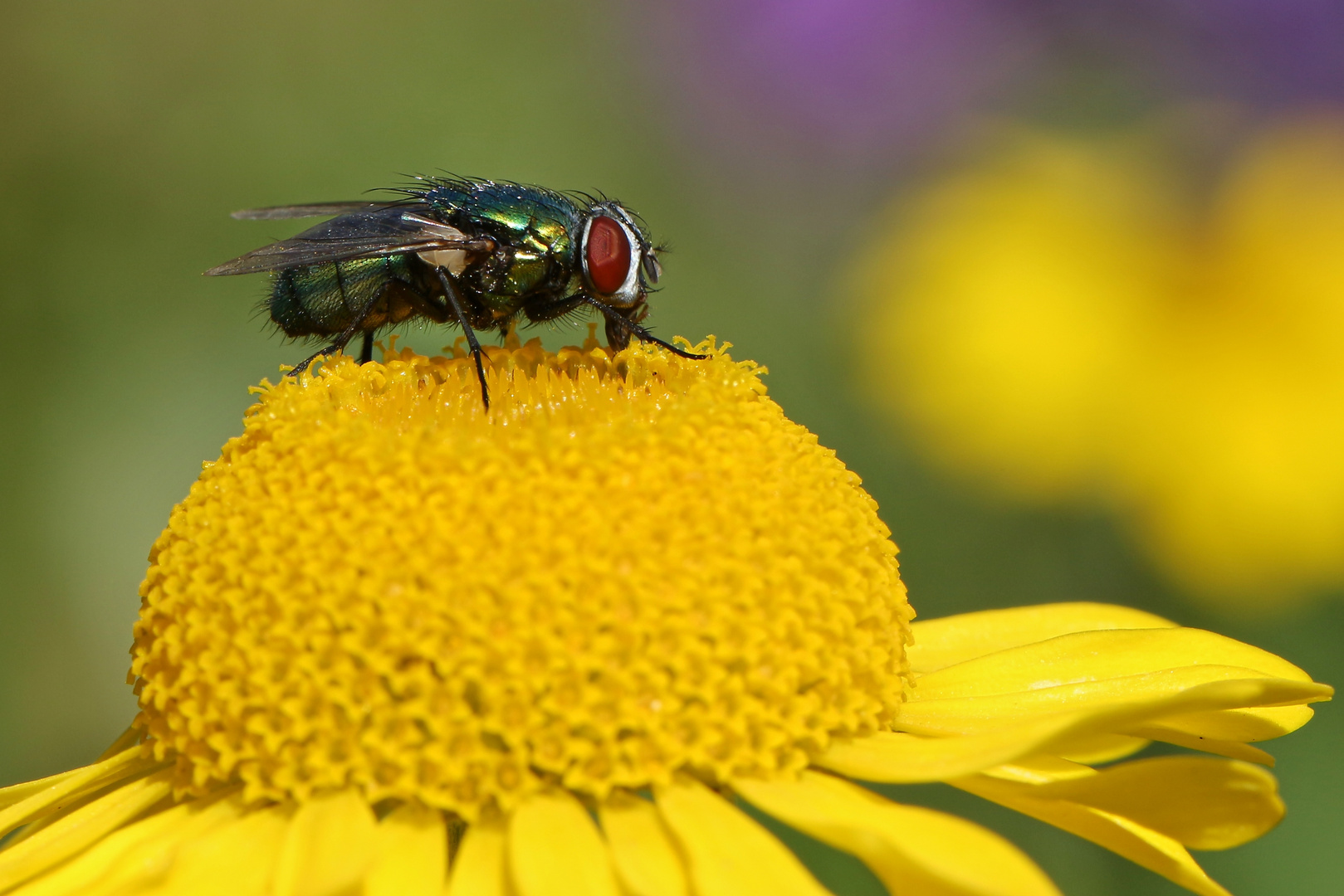 Goldfliege (2018_06_26_EOS 100D_3488_ji)