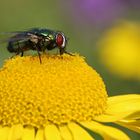 Goldfliege (2018_06_26_EOS 100D_3488_ji)