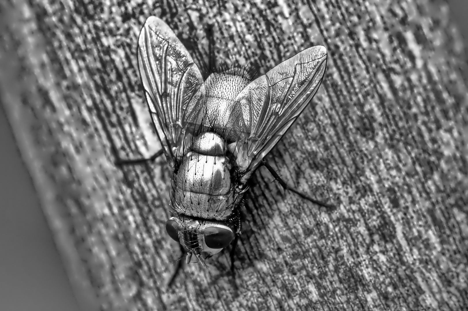 Goldfliege an Besenstiel - common green bottle fly on broomstick