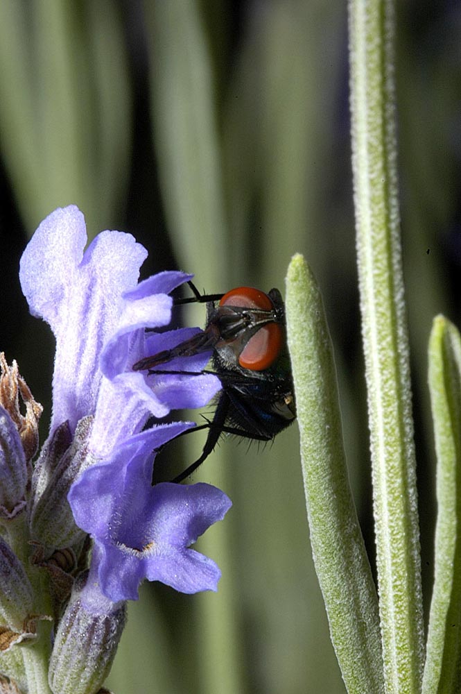 goldfliege an lavendel