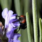 goldfliege an lavendel