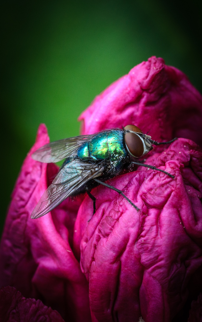 Goldfliege auf Blüte