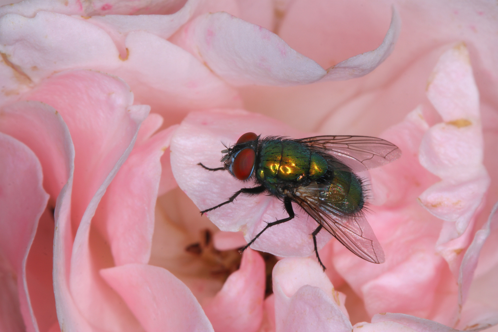 Goldfliege auf einer Rosenblüte 