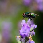 Goldfliege auf Lavendel