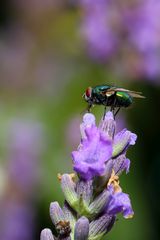 Goldfliege auf Lavendel