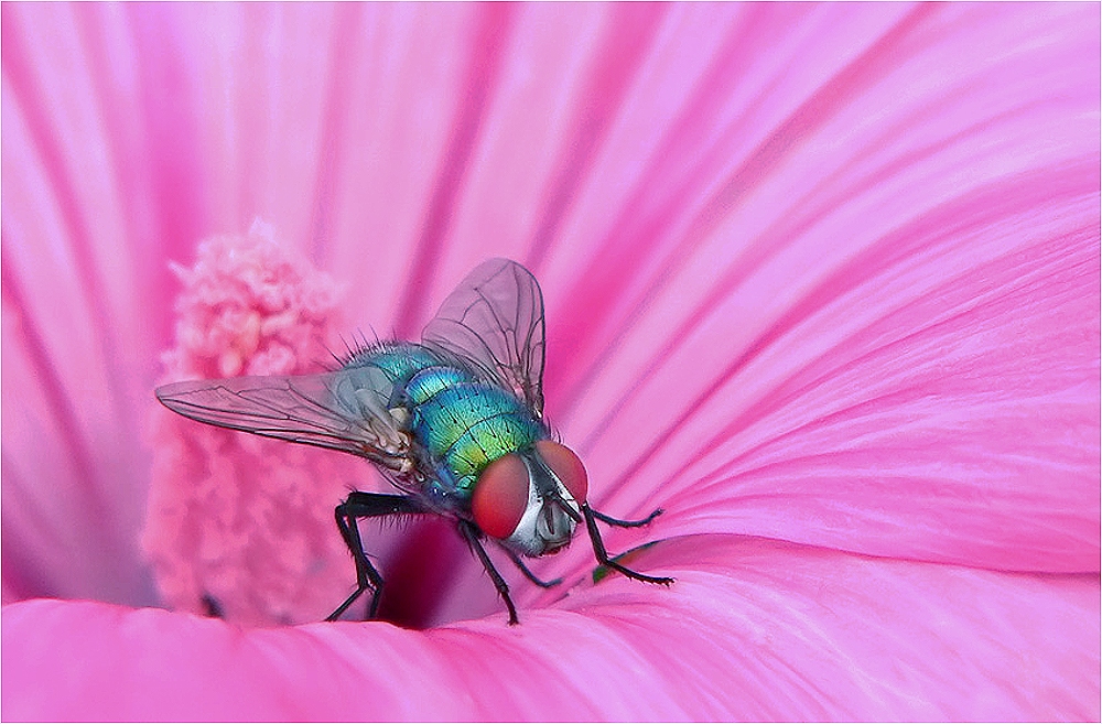 Goldfliege auf "Pink Beauty" (Lavatera trimestris)