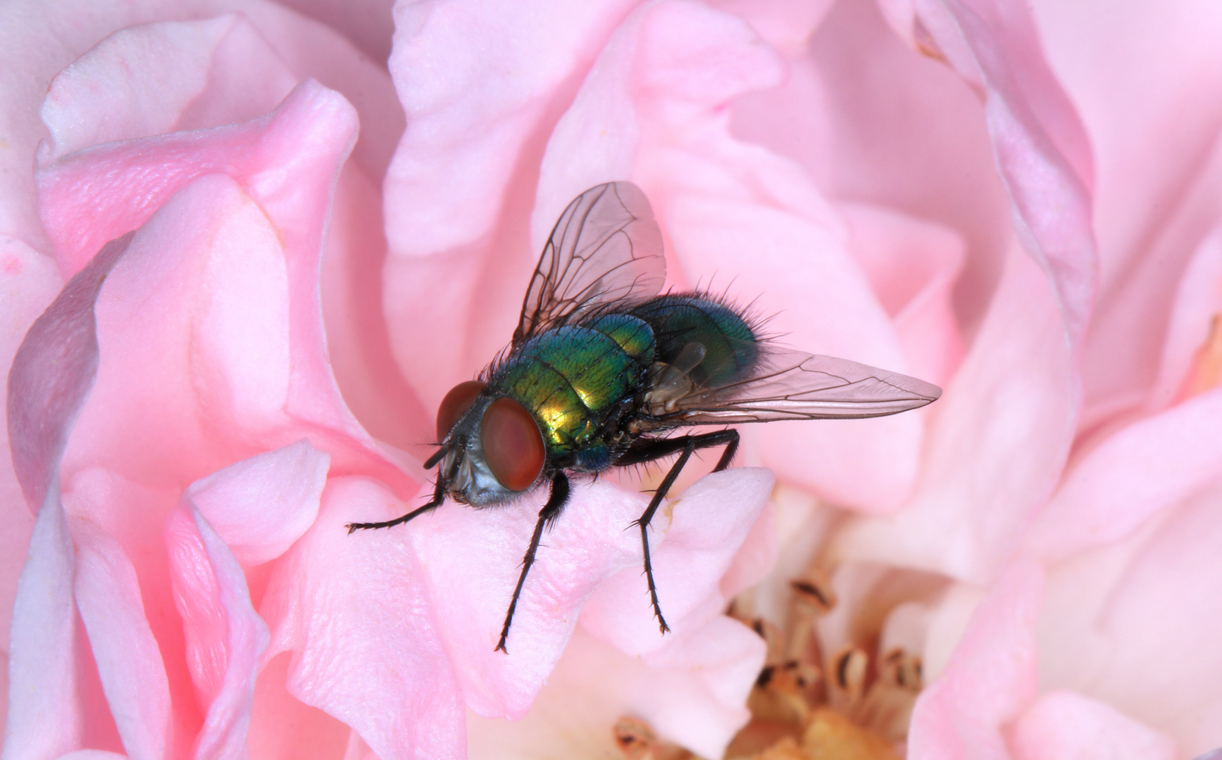 Goldfliege auf rosa Rosenblüte