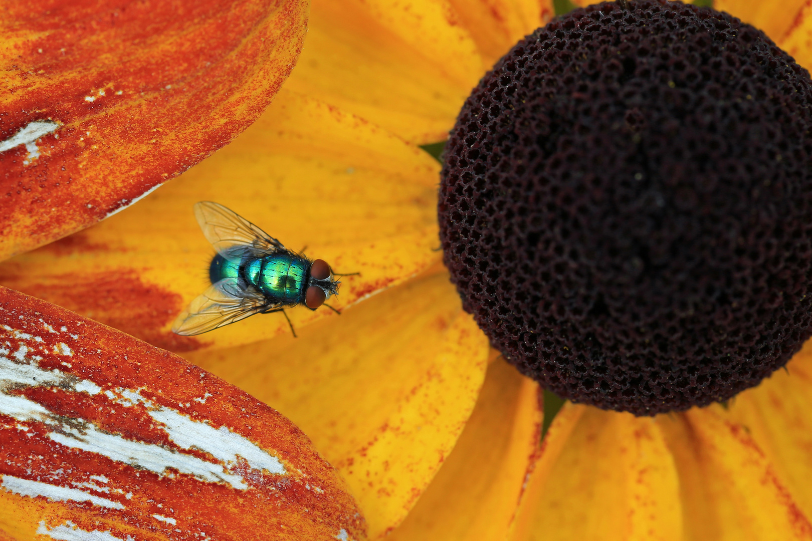 Goldfliege auf Sonnenblumenblüten - Trip