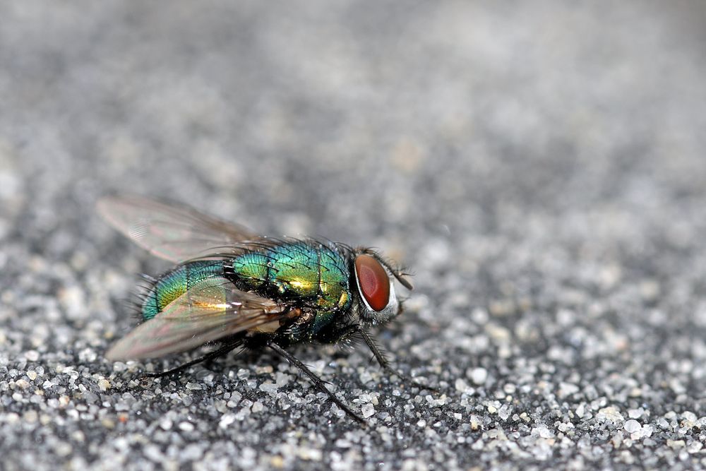 Goldfliege von DanielN Neumann 