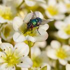 Goldfliege im Frühling