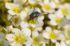 Goldfliege im Frühling