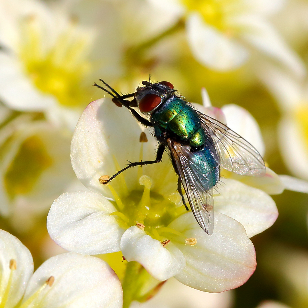 Goldfliege im Frühling (II)