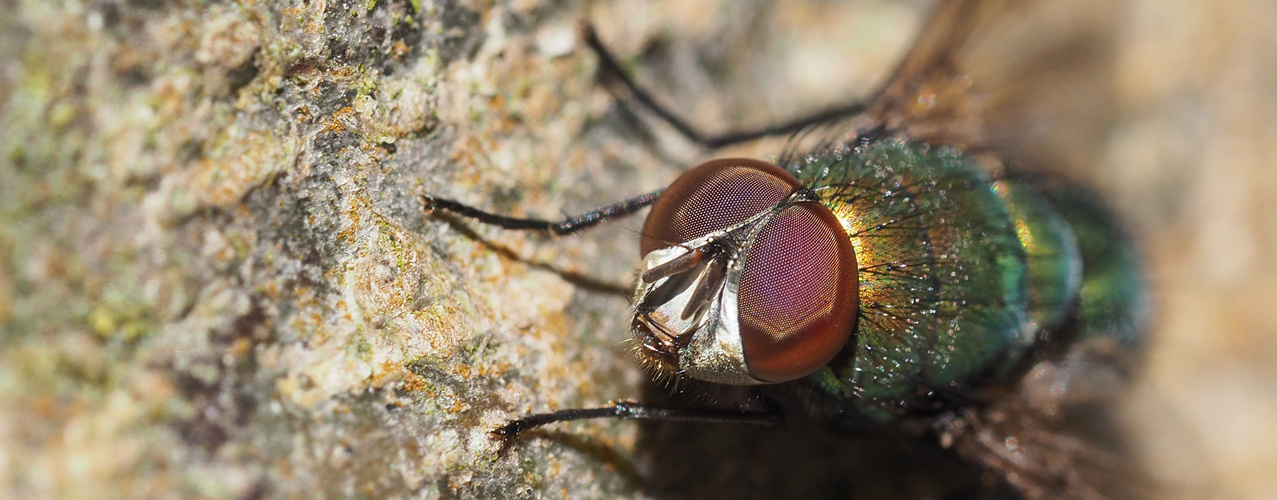 Goldfliege (Lucila spec.)