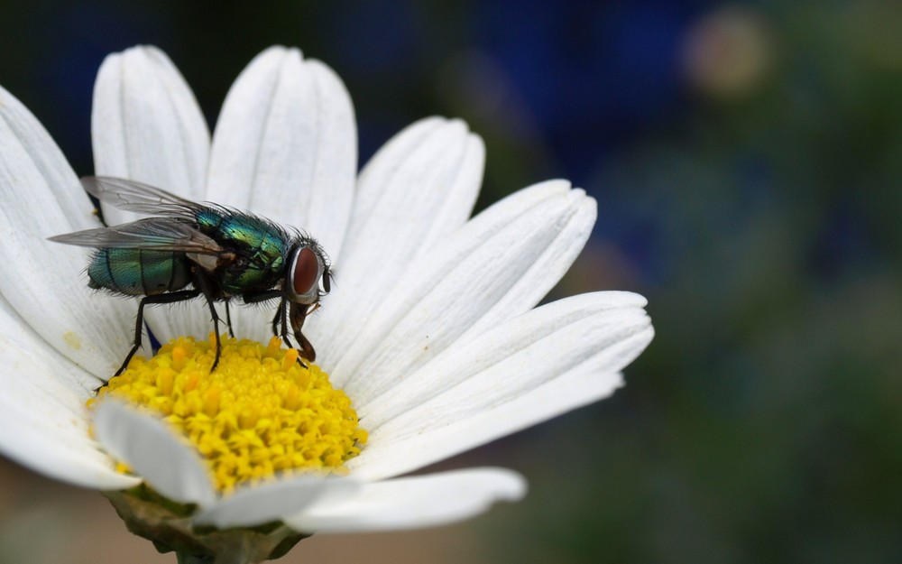 Goldfliege (Lucilia caesar)