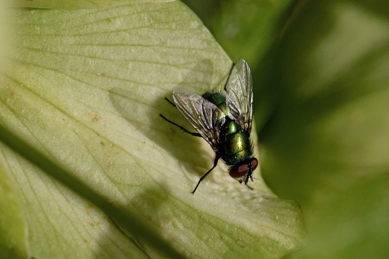 Goldfliege (Lucilia caesar)