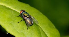 Goldfliege (Lucilia sericata)