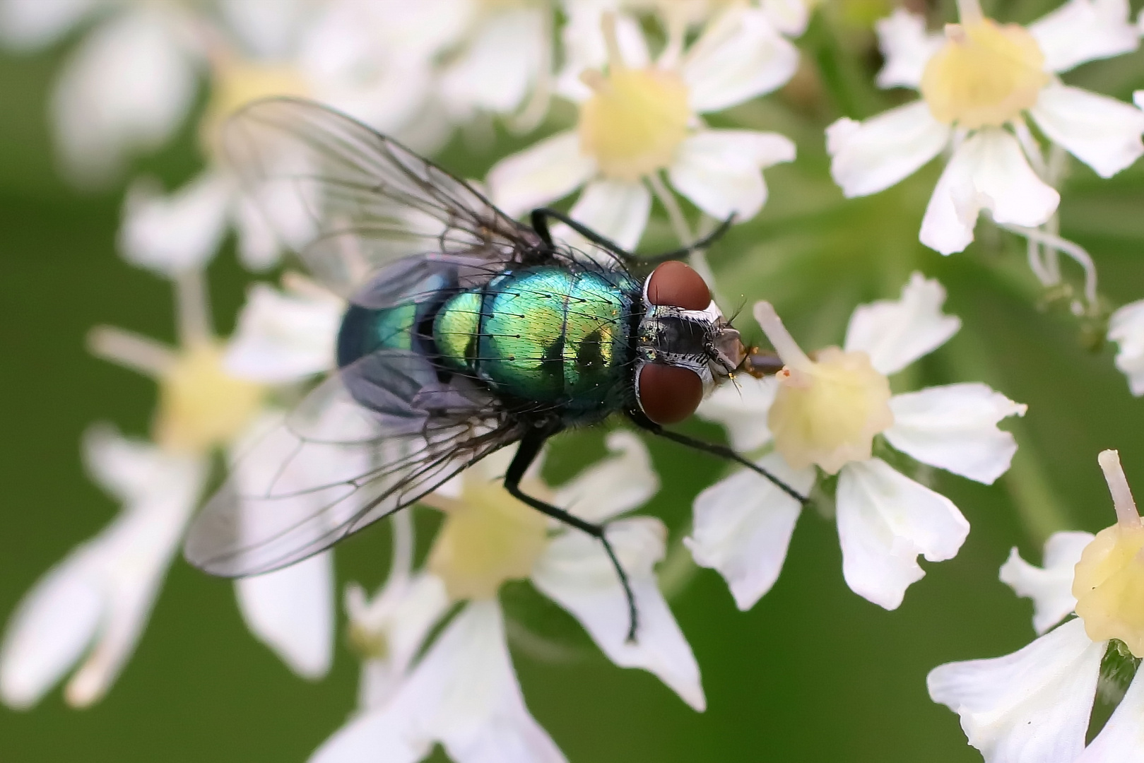 Goldfliege (Lucilia sericata) 