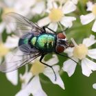 Goldfliege (Lucilia sericata) 